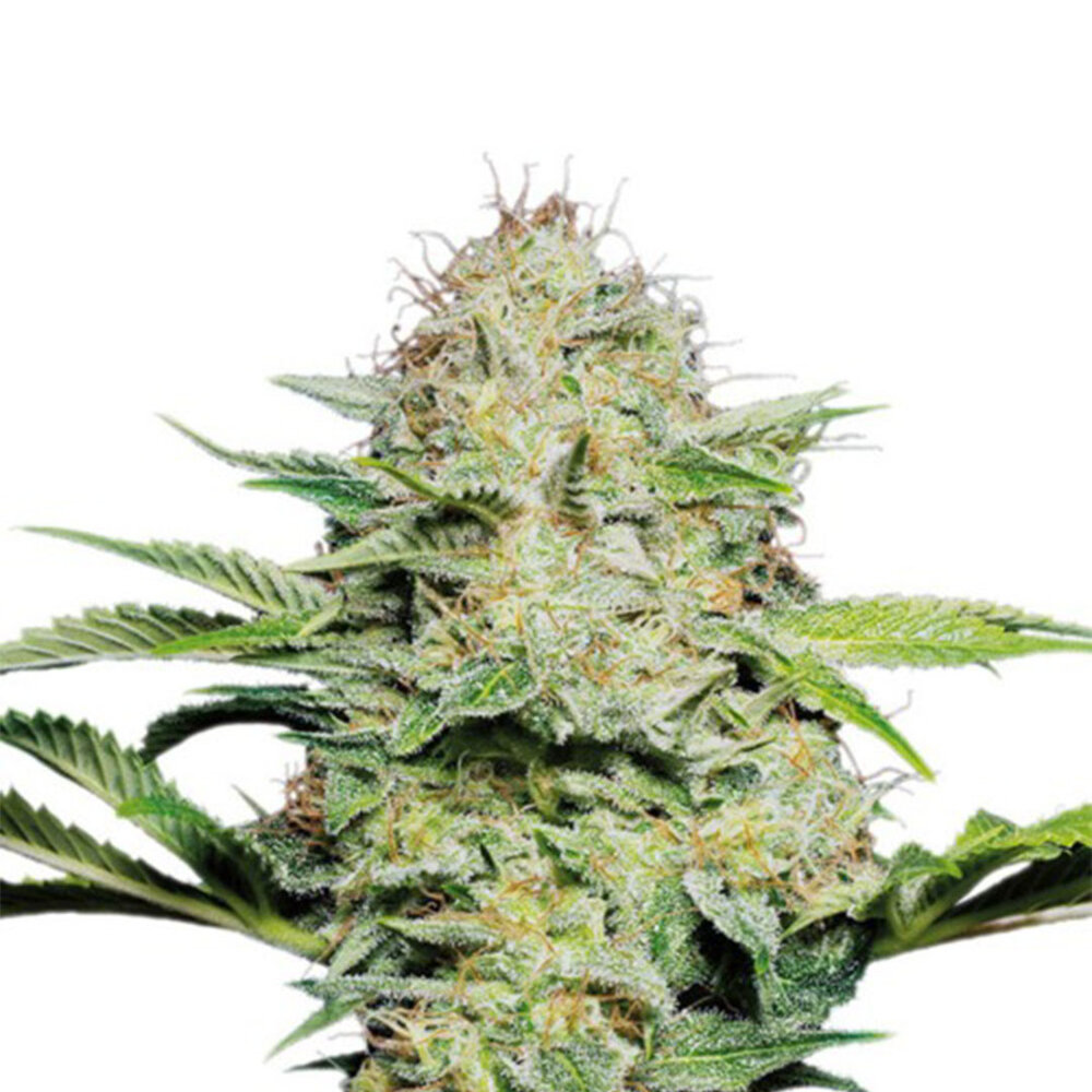 Super Lemon Haze - Autoflower - 10-pack Super Lemon Haze - Autoflower - 10-pack