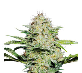 Super Lemon Haze - Autoflower - 10-pack Super Lemon Haze - Autoflower - 10-pack