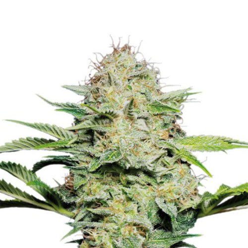 Super Lemon Haze - Autoflower - 10-pack Super Lemon Haze - Autoflower - 10-pack