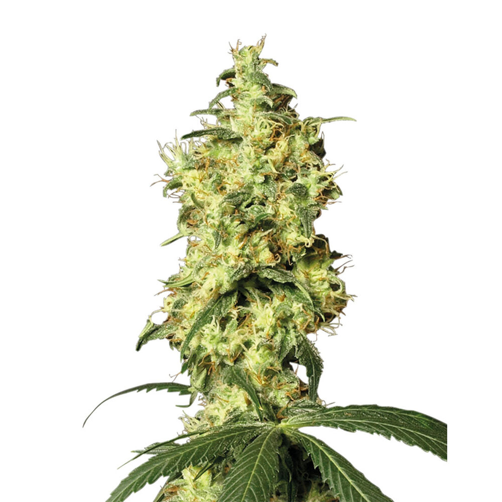 White Widow - Autoflower - 10-pack White Widow - Autoflower - 10-pack