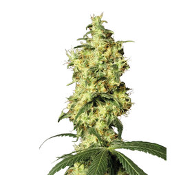 White Widow - Autoflower - 10-pack White Widow - Autoflower - 10-pack