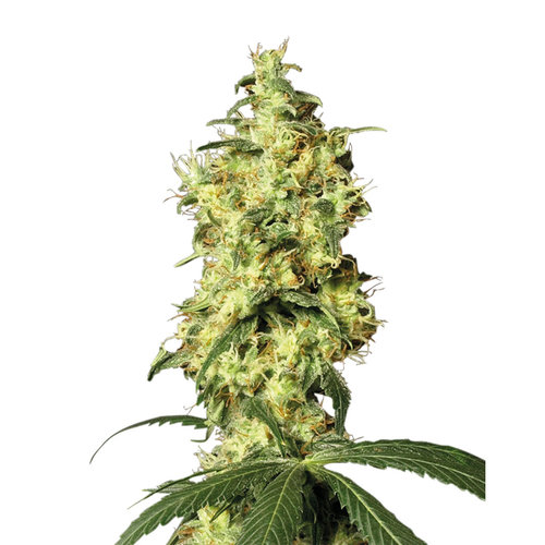 White Widow - Autoflower - 10-pack White Widow - Autoflower - 10-pack