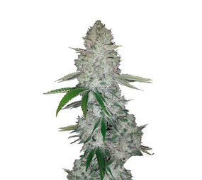 Gorilla Glue - Autoflower - 10-pack Gorilla Glue - Autoflower - 10-pack