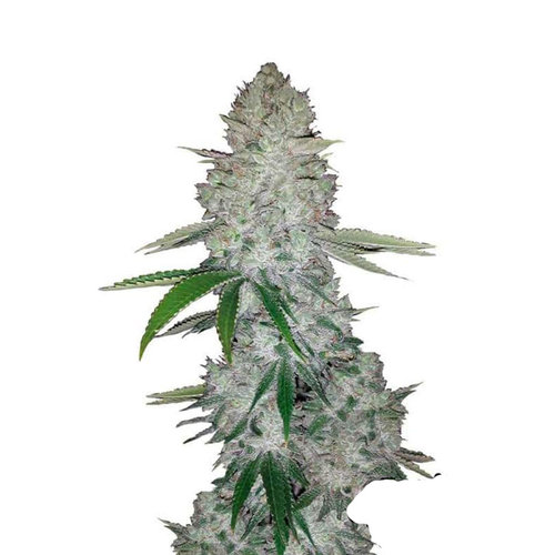 Gorilla Glue - Autoflower - 10-pack Gorilla Glue - Autoflower - 10-pack