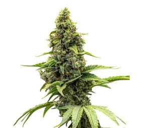 Amnesia Haze - Autoflower - 10-pack Amnesia Haze - Autoflower - 10-pack