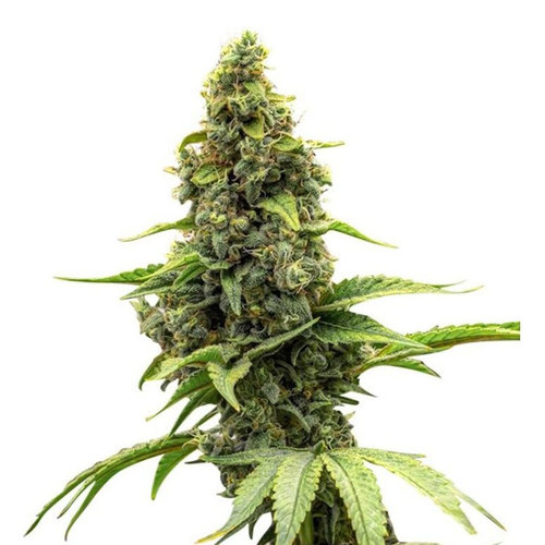 Amnesia Haze - Autoflower - 10-pack Amnesia Haze - Autoflower - 10-pack
