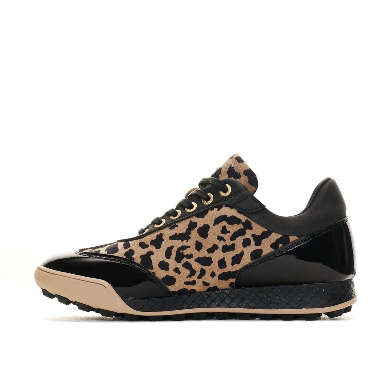 Duca del Cosma Duca del Cosma Marquessa - King Cheetah