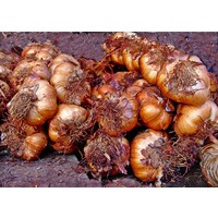 thumb-Gerookte knoflook streng (Koud gerookt)-3
