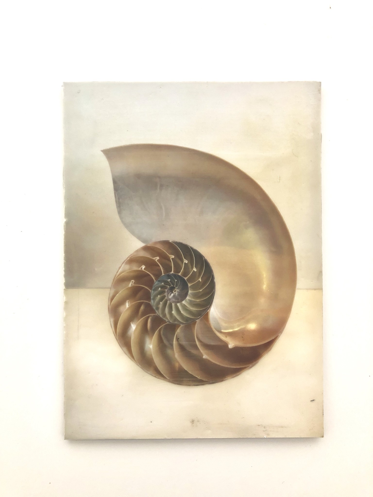 Encaustic Artwork Of Nautilus Shell Curiosa Cabinet