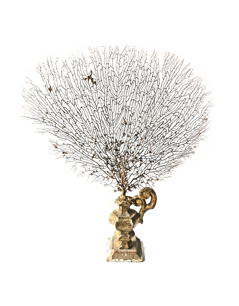 Atelier AJvB Sea fan mounted on 18th century gilt ornament