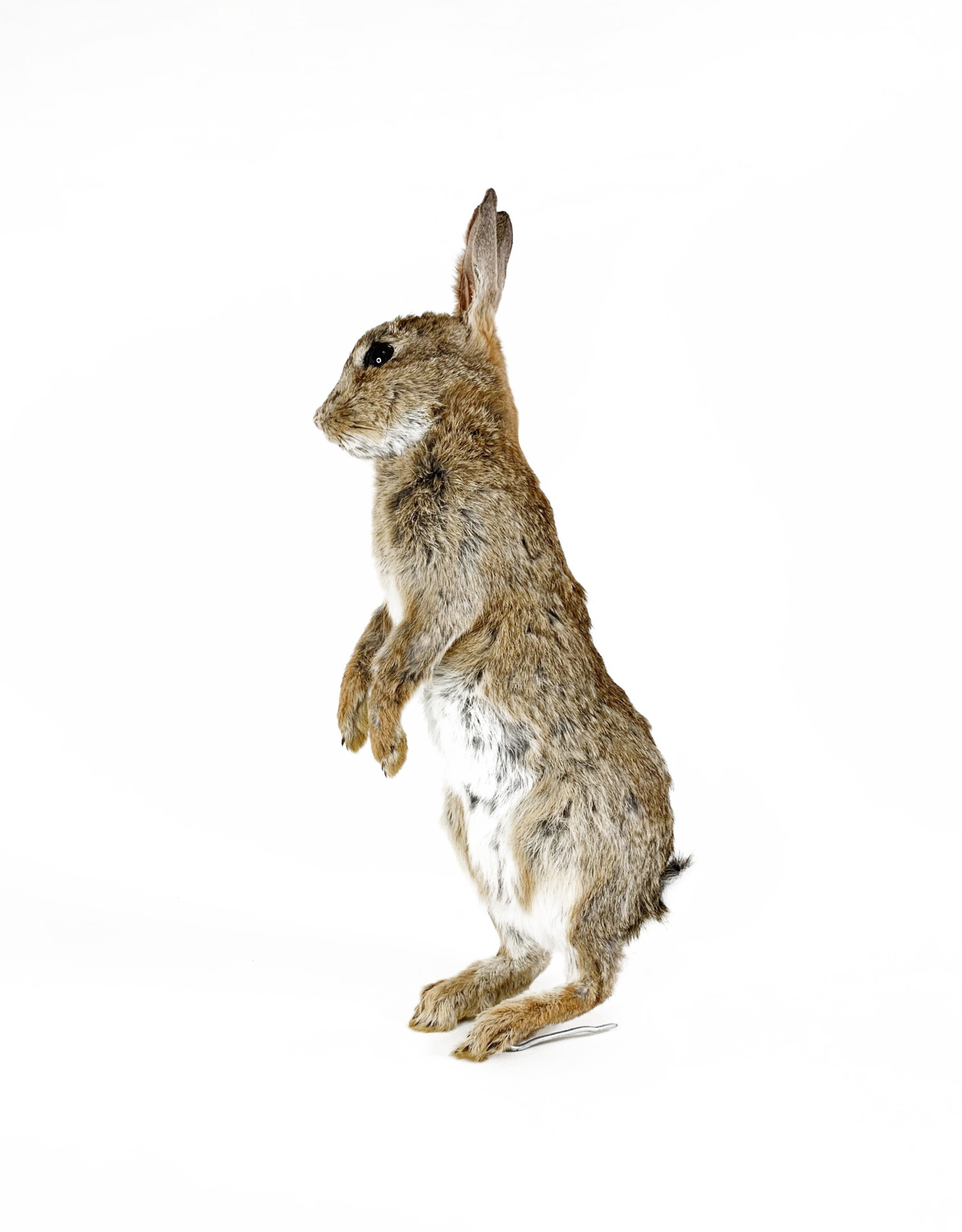 Taxidermy rabbit standing Curiosa