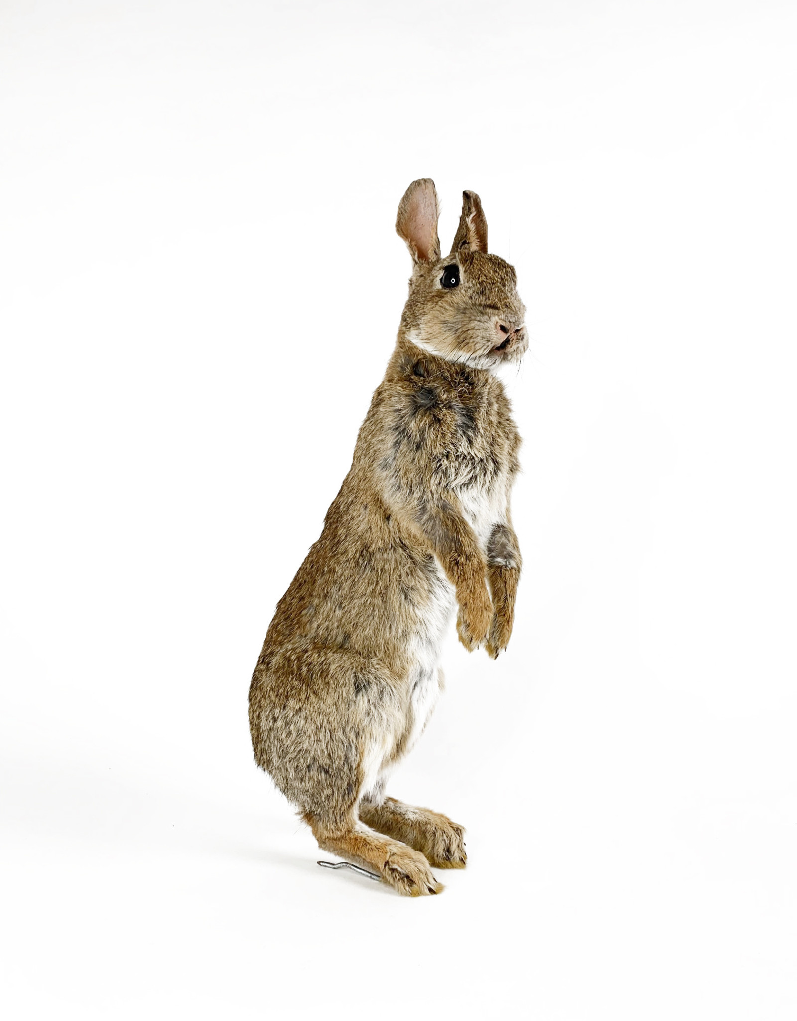 Taxidermy rabbit standing Curiosa