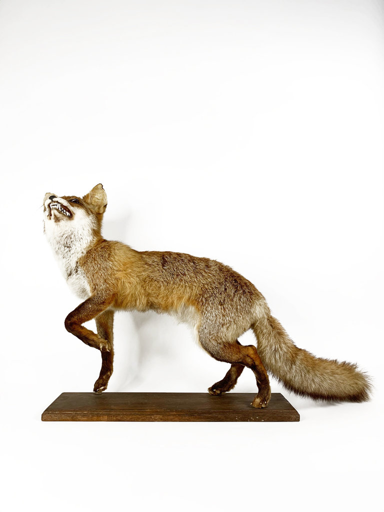 Vintage Vintage taxidermy red fox