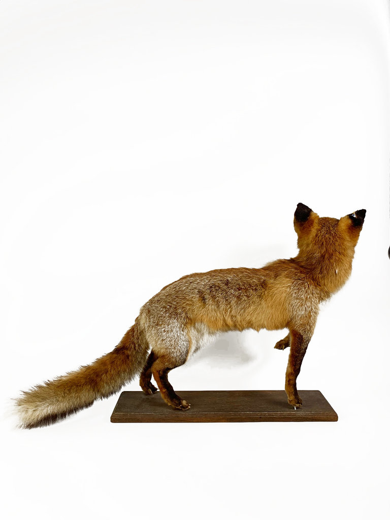 Vintage Vintage taxidermy red fox