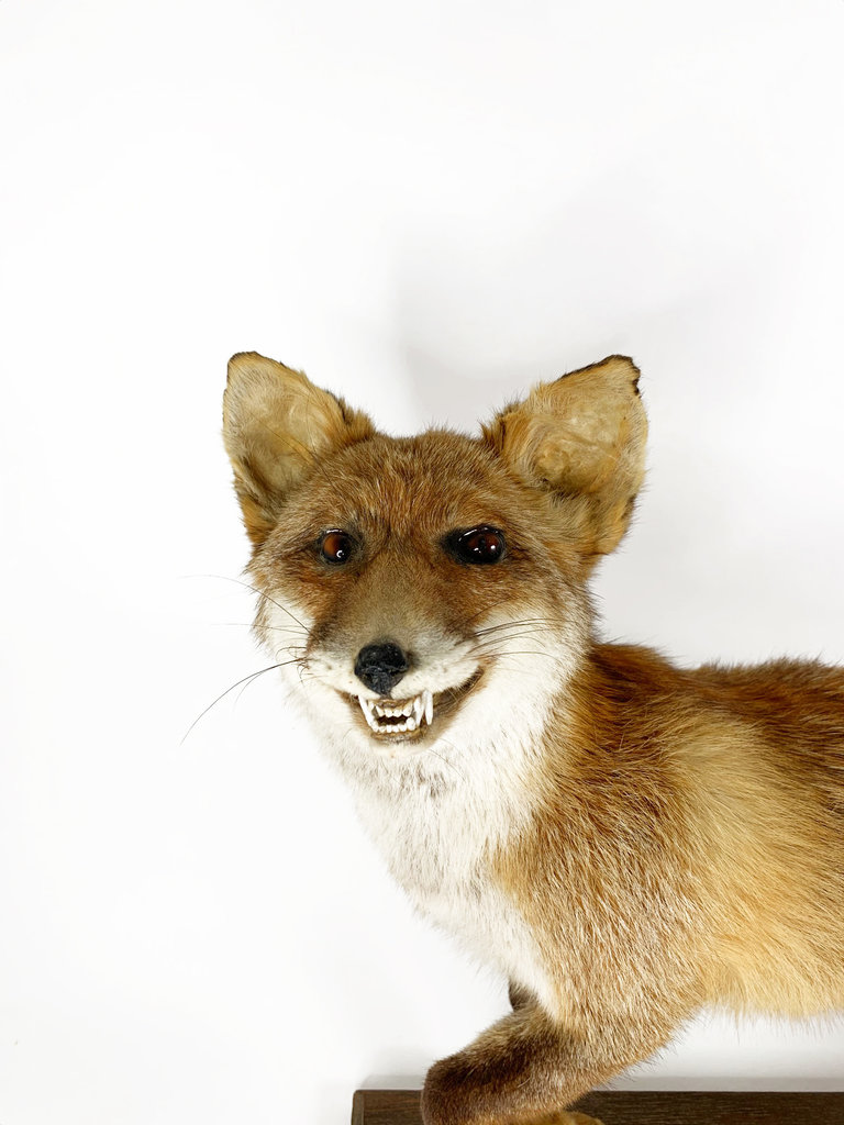 Vintage Vintage taxidermy red fox