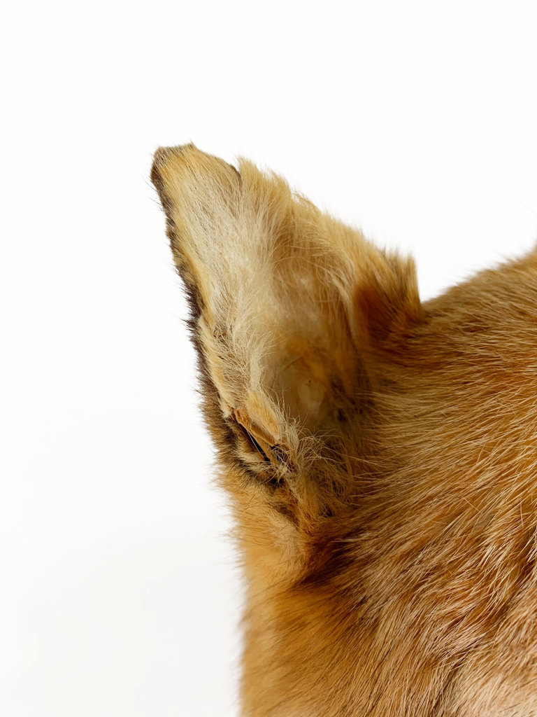 Vintage Vintage taxidermy red fox