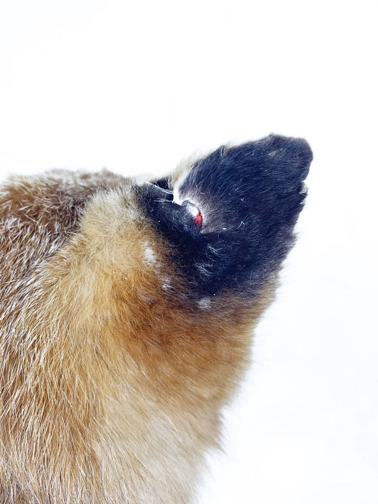 Vintage Vintage taxidermy red fox