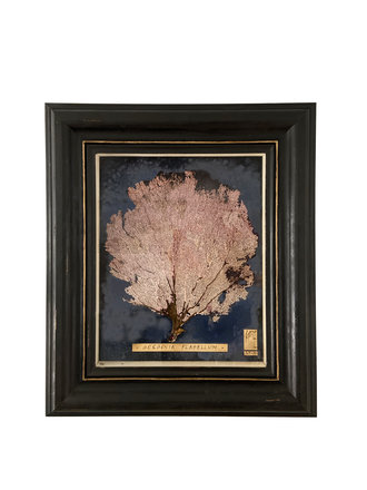 Pink Gorgonian seafan in Antique frame Pink Gorgonian seafan in Antique frame
