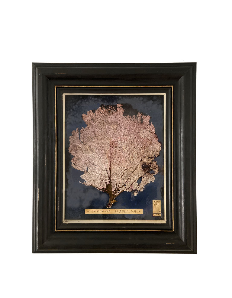 Pink Gorgonia seafan in Antique frame