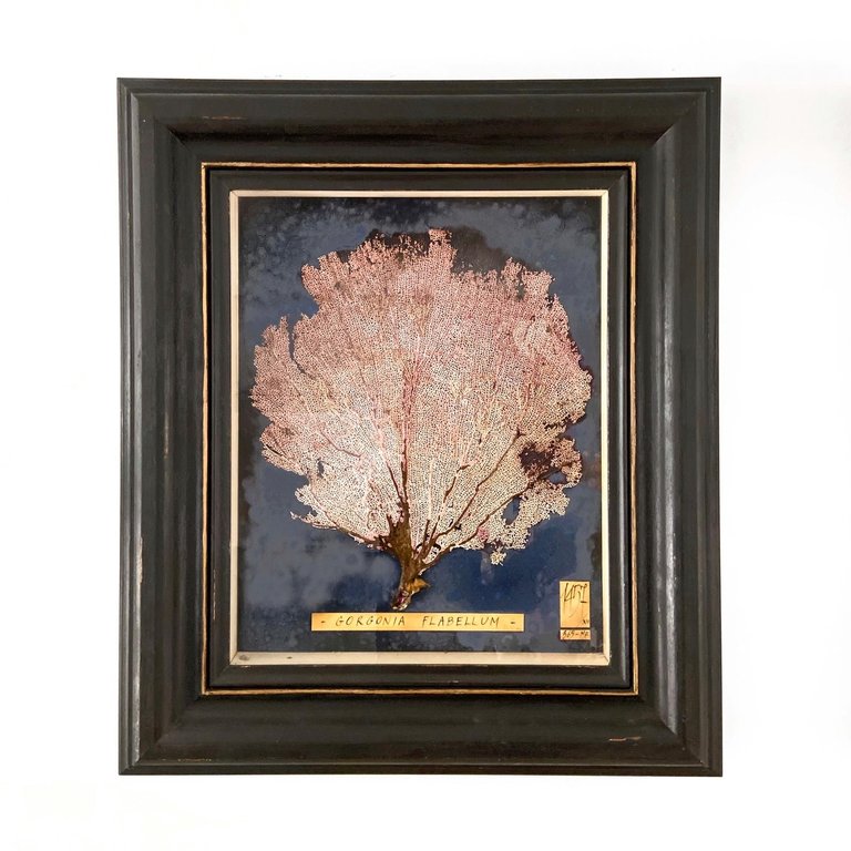 Pink Gorgonia seafan in Antique frame