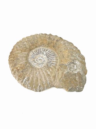 Ammoniet Ammoniet