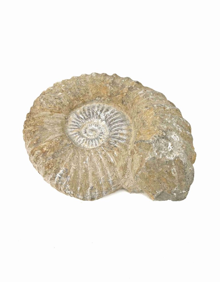 Ammonite 15 x 13 x 5 cm