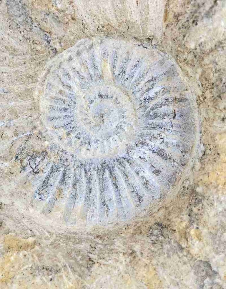 Ammonite 15 x 13 x 5 cm