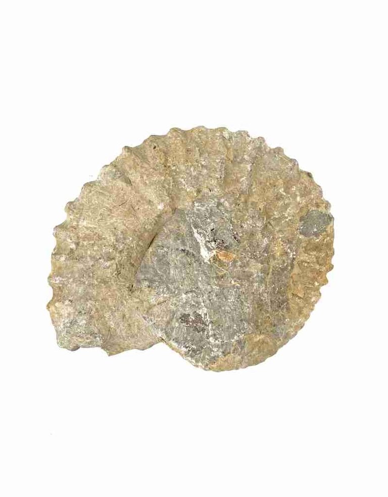 Ammonite 15 x 13 x 5 cm