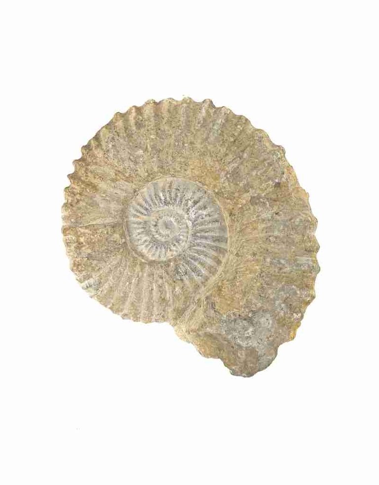 Ammonite 15 x 13 x 5 cm