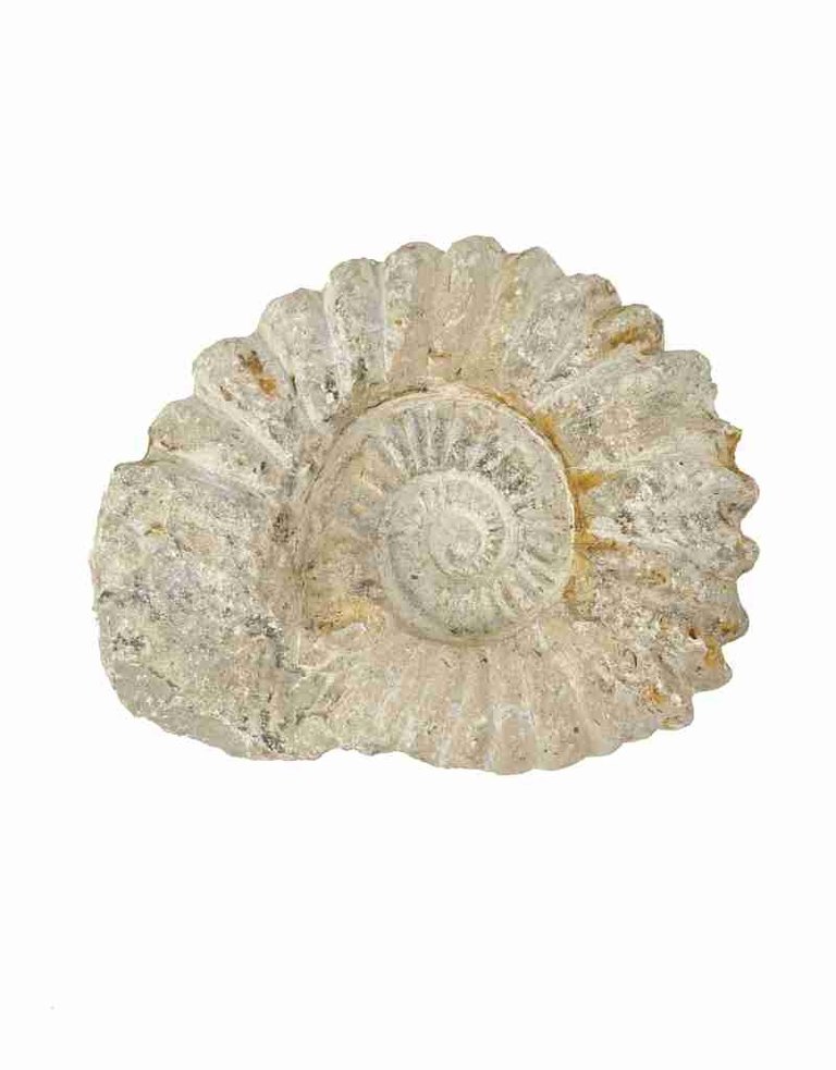 Ammonite, 15.5 x 13 x 2.5 cm