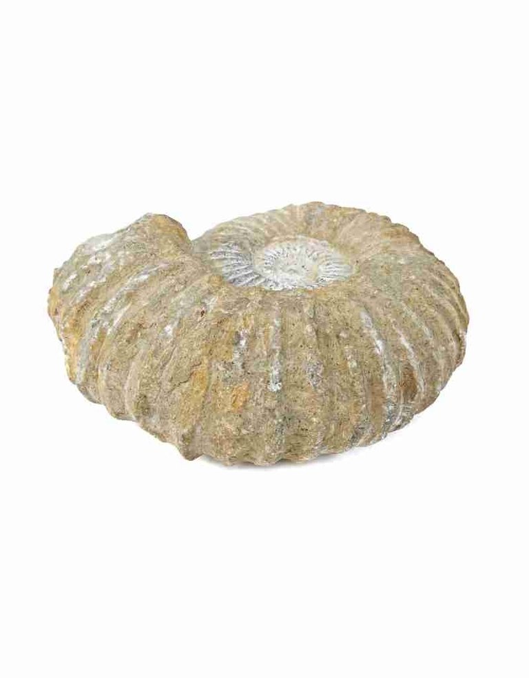 Ammonite, 15.5 x 13 x 2.5 cm