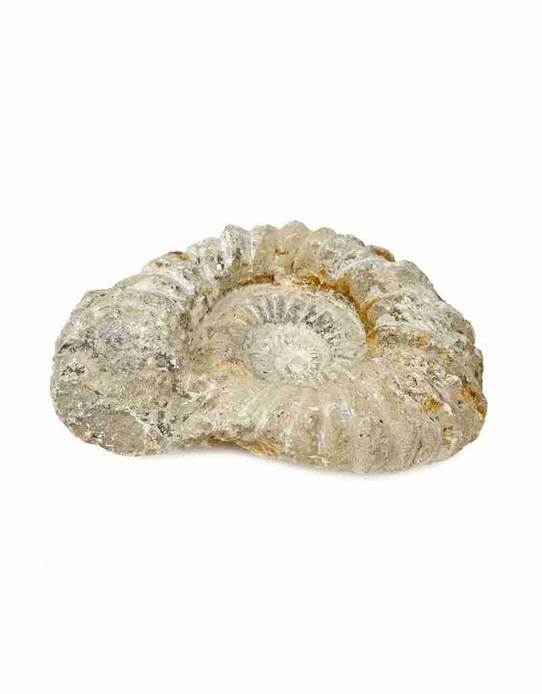 Ammonite, 15.5 x 13 x 2.5 cm