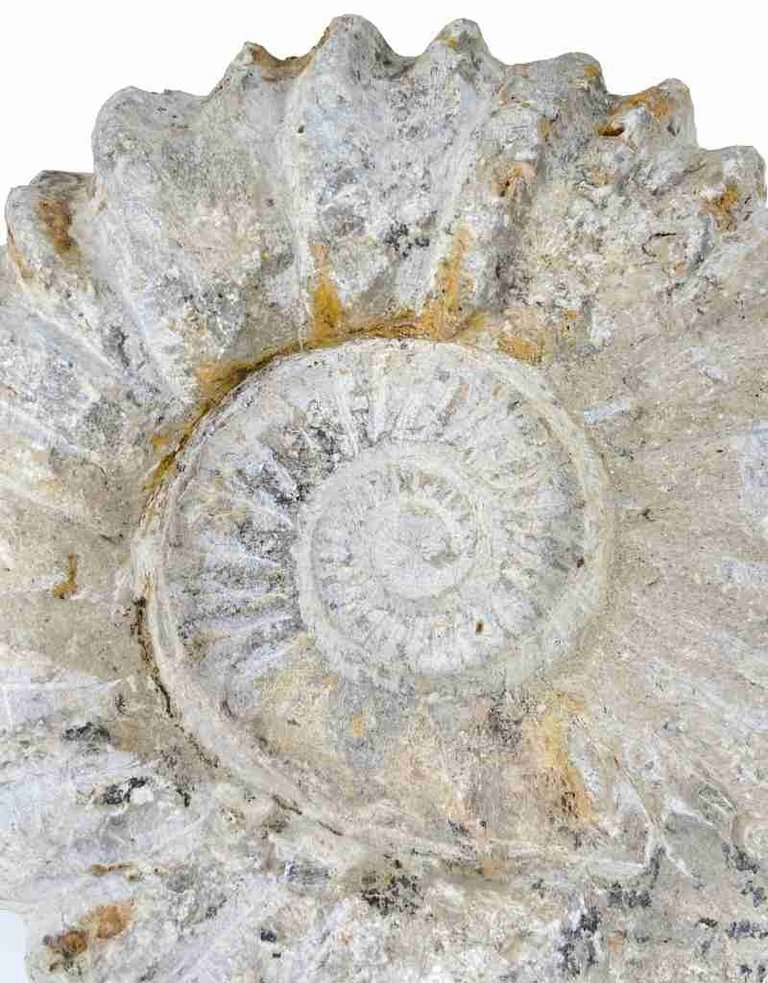 Ammonite, 15.5 x 13 x 2.5 cm