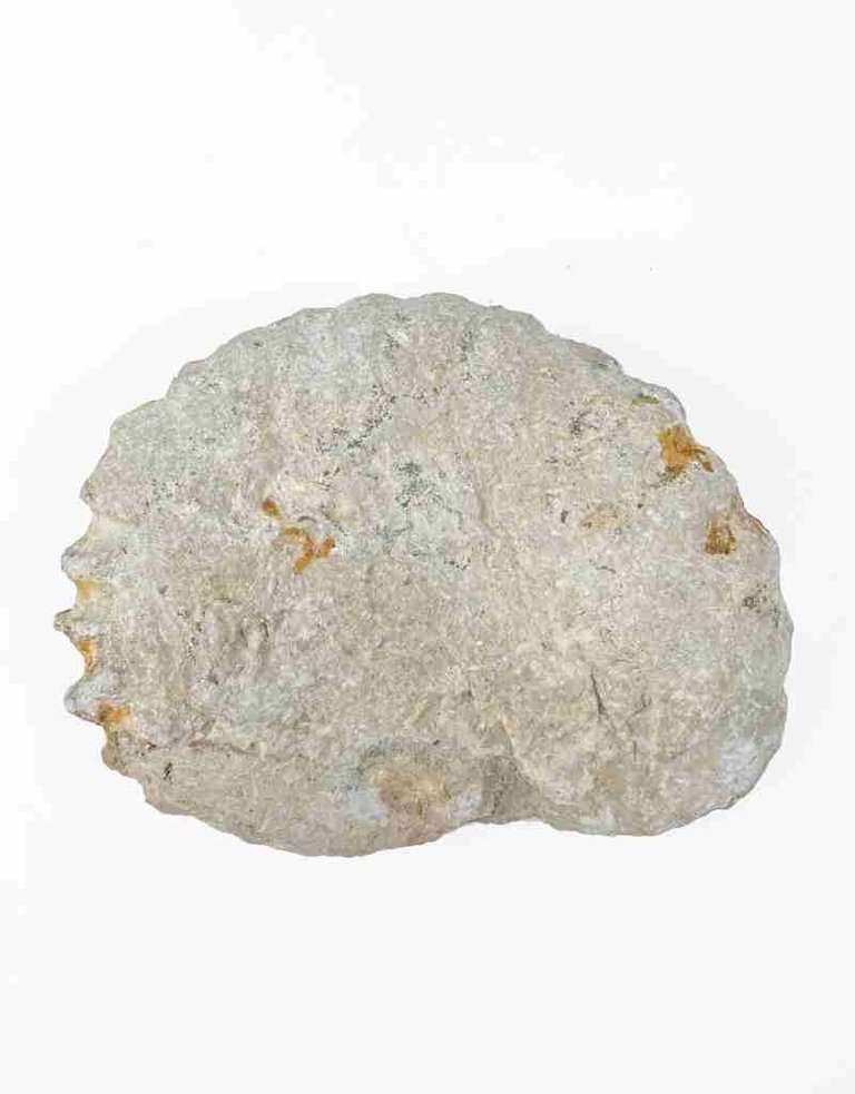 Ammonite, 15.5 x 13 x 2.5 cm