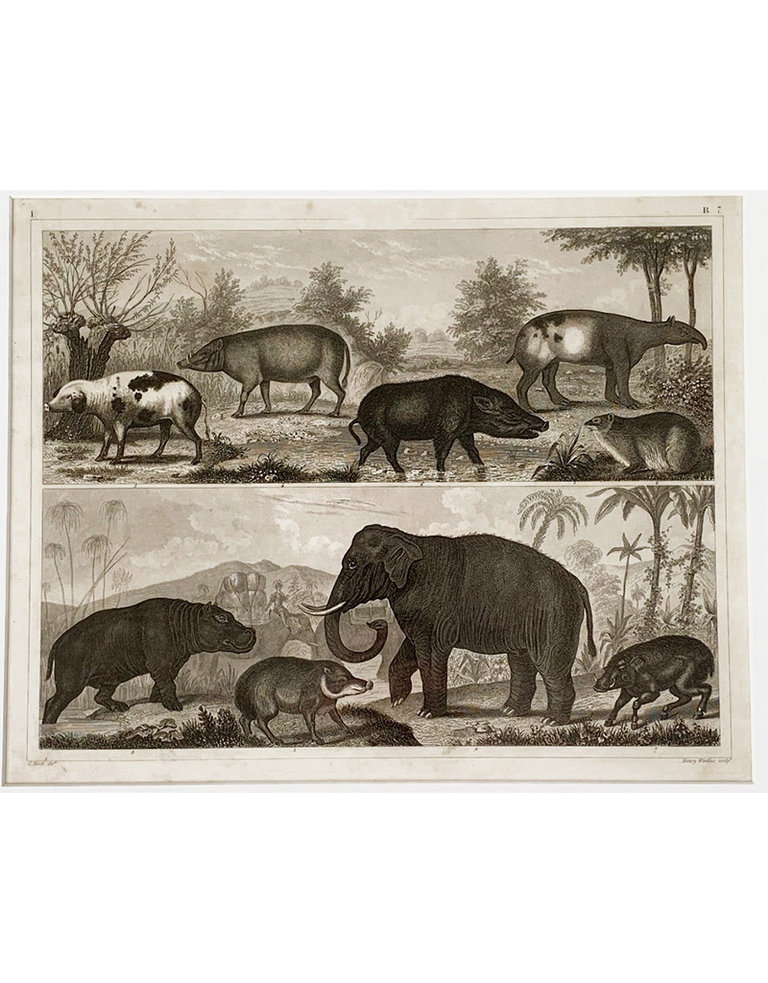 Vintage Vintage animal print - tapir, elephant, hippo