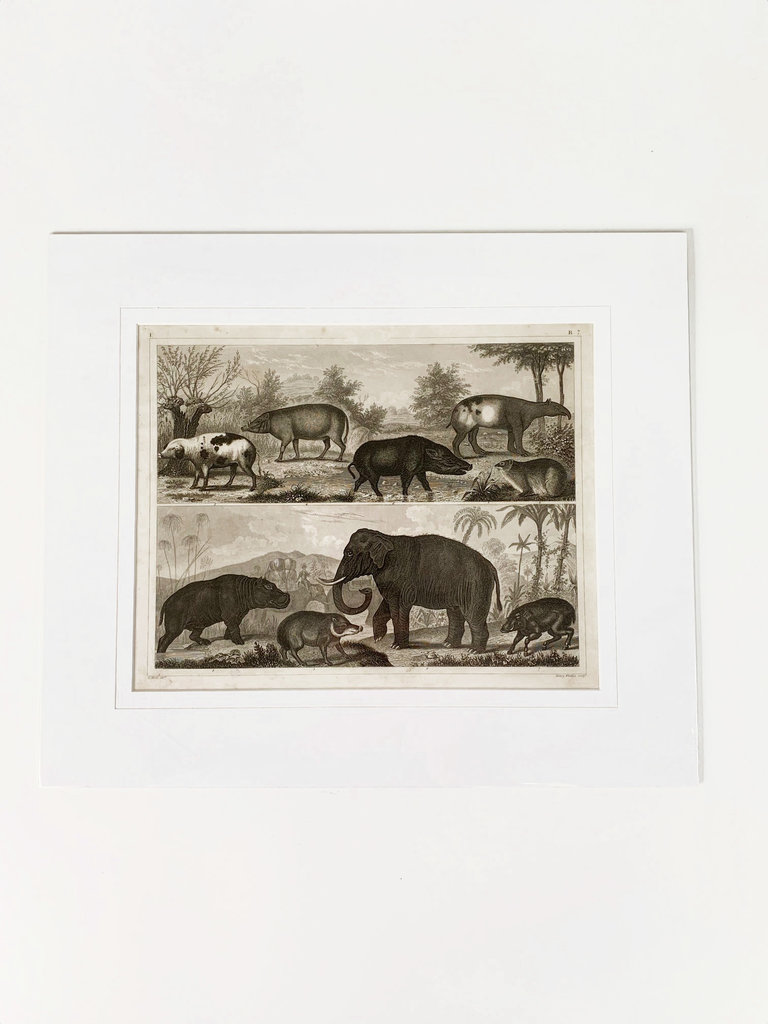 Vintage Vintage animal print - tapir, elephant, hippo