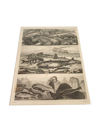 Vintage Animal print - Fish Vintage Animal print - Fish