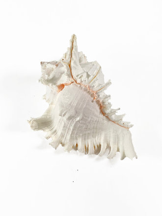 Murex schelp of Chicoreus ramosus Murex schelp of Chicoreus ramosus