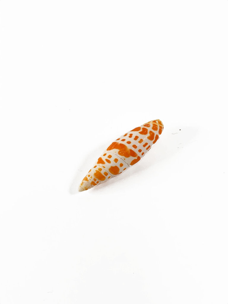 Orange mitra shell