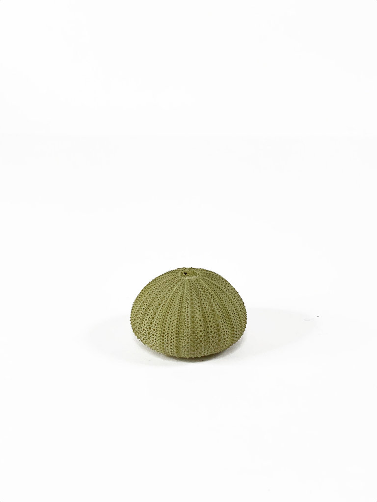 Little green sea urchin