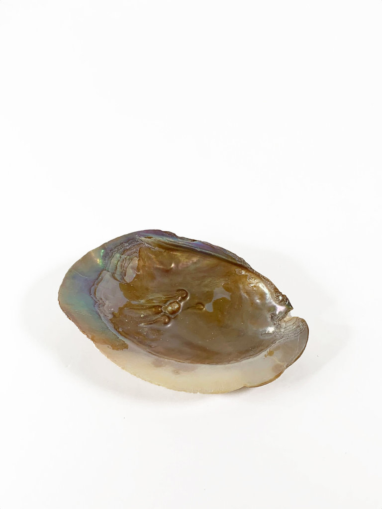 Pearl mussel