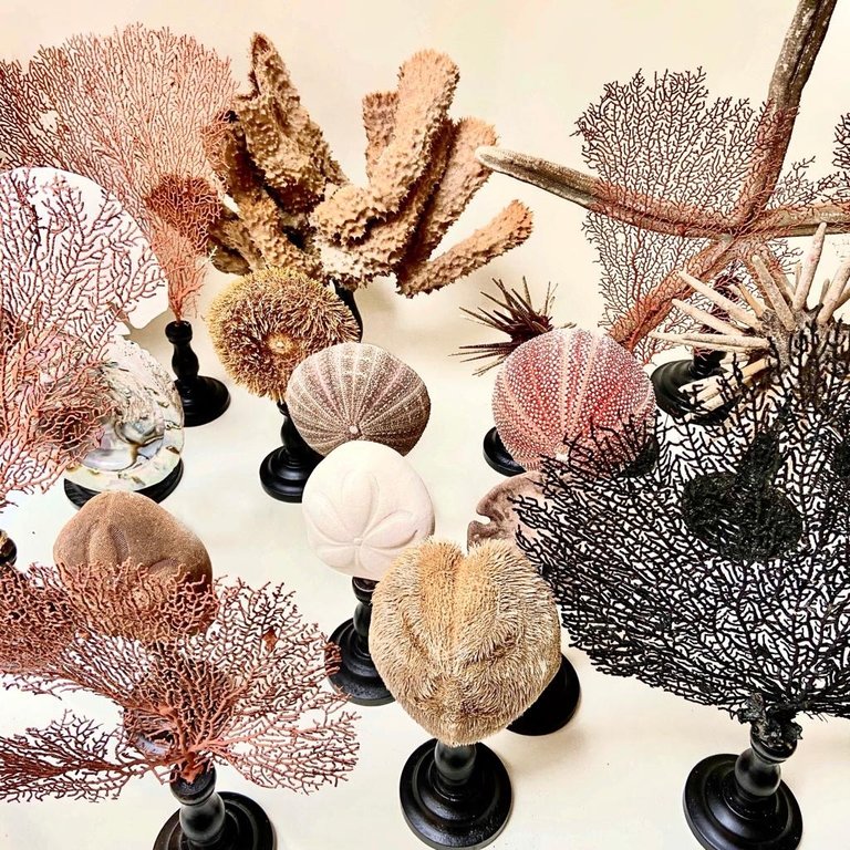 Black sea fan mounted on wooden base