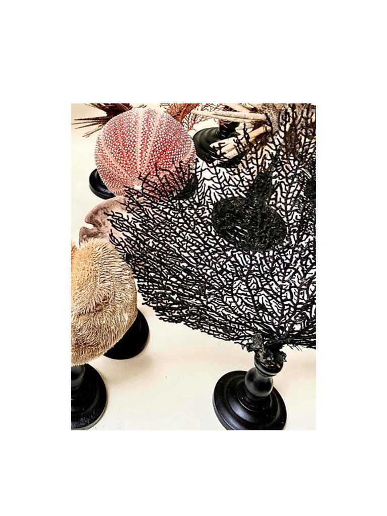 Black sea fan mounted on wooden base