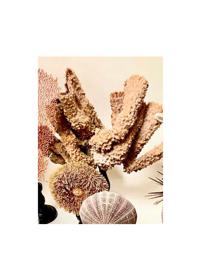 Natural sea sponge mounted on wooden base