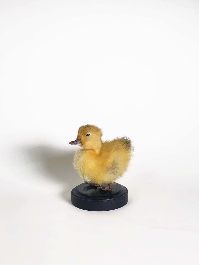 Taxidermy duckling