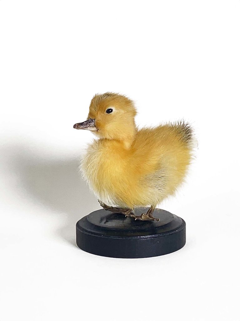 Taxidermy duckling