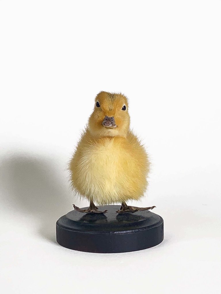 Taxidermy duckling