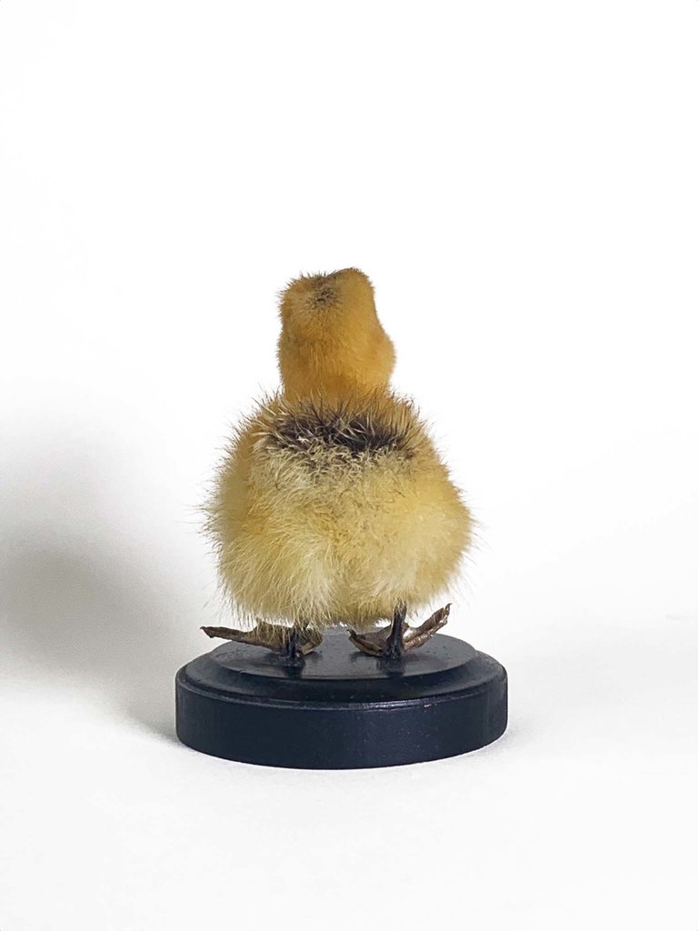 Taxidermy duckling