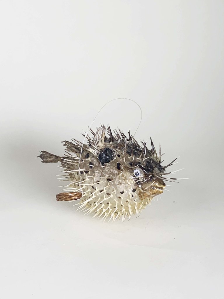 Little porcupine fish