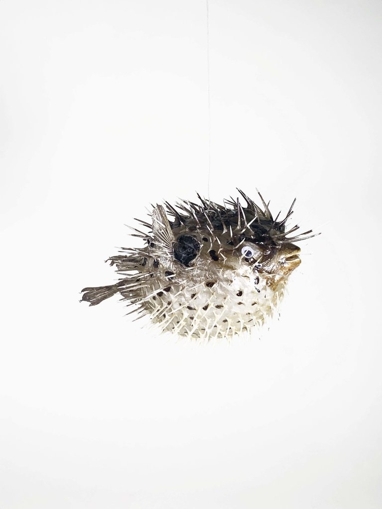 Little porcupine fish